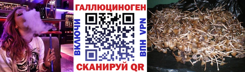 гидра ссылка  Коряжма  Галлюциногенные грибы Cubensis  где продают  